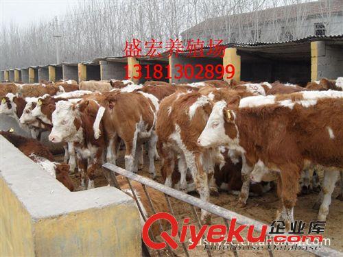 出售肉牛 肉牛犢 西門塔爾 夏洛萊牛 三元雜交肉牛 2015{zx1}價格原始圖片2
