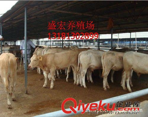 肉牛犢 西門塔爾肉牛 夏洛萊肉牛 養殖10肉牛一年賺多少錢