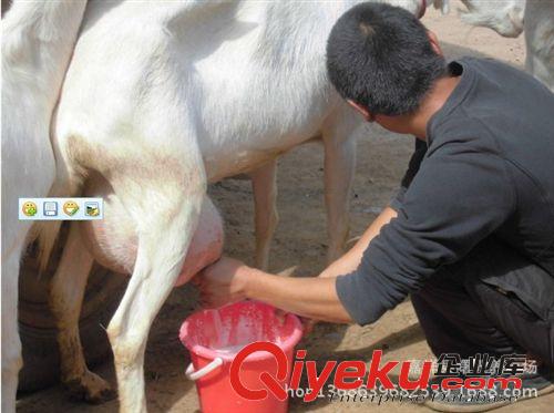 出售：努比亞奶山羊 薩能奶山羊 關(guān)中奶山羊養(yǎng)殖場(chǎng)