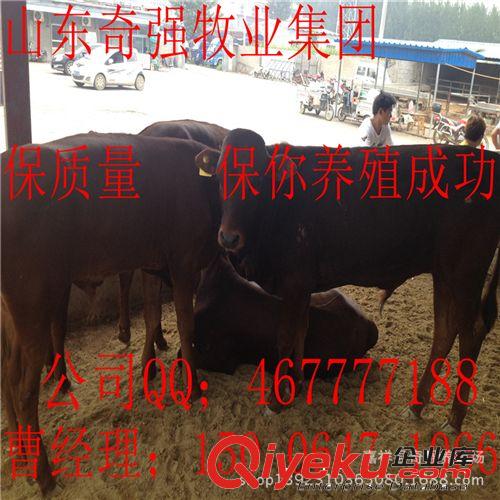 山東養(yǎng)牛場、魯西黃牛犢 西門塔爾小牛 利木贊牛犢 育肥肉牛 種牛原始圖片2