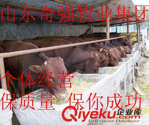 廣西養牛場 利木贊牛犢 西門塔爾牛犢 魯西黃牛 架子牛 種牛犢 。原始圖片2