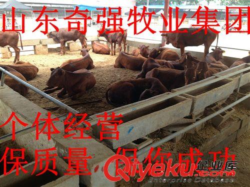 利木贊牛多久出欄？利木贊牛犢 種牛犢 架子牛 肉牛屠宰率在多少原始圖片3