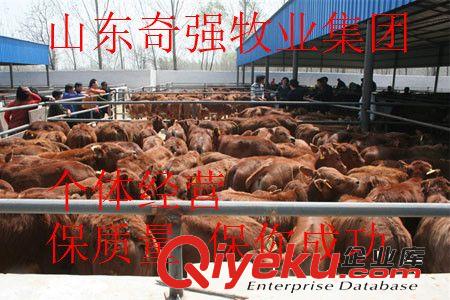 哪里有好牛犢？養殖小牛多久能出欄？能長到多重？種牛犢 架子牛原始圖片3