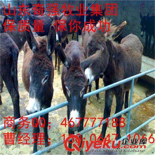 哪里的小驢好？山東奇強牧業 大型種驢場 肉驢駒 小驢多久出欄？原始圖片2