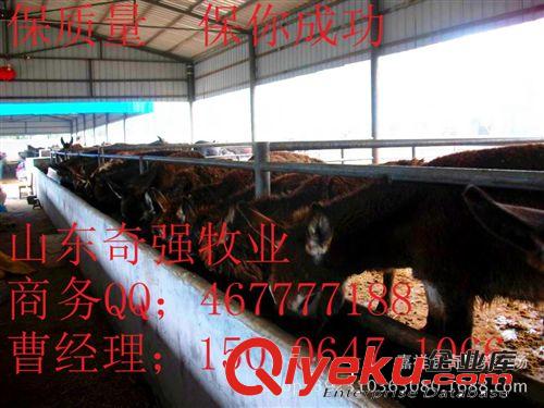 哪里的小驢好？山東奇強牧業 大型種驢場 肉驢駒 小驢多久出欄？原始圖片3