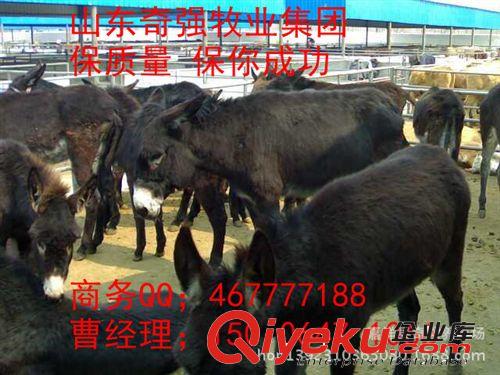 養殖驢效益怎么樣？哪里有好驢？山東奇強牧業 種驢駒 小驢 驢駒原始圖片3