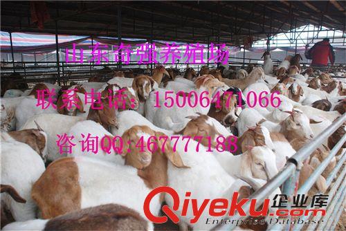 哪里有羊 波爾山羊 種羊 羊羔 養(yǎng)殖羊利潤(rùn)多少 羊飼養(yǎng)技術(shù)原始圖片3