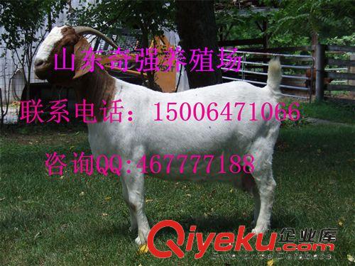 波爾山羊一年幾窩 波爾山羊效益？小羊價格 幾個月的好飼養