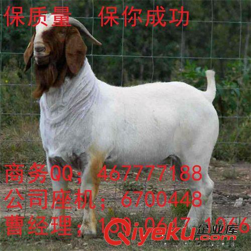 波爾山羊一年幾窩 波爾山羊效益？小羊價格 幾個月的好飼養原始圖片3