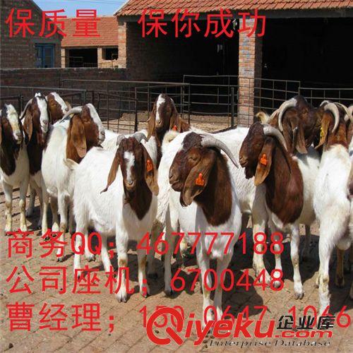 山東大型養殖場  小尾寒羊波爾山羊 羊飼養行情 小羊價格量大優惠原始圖片2