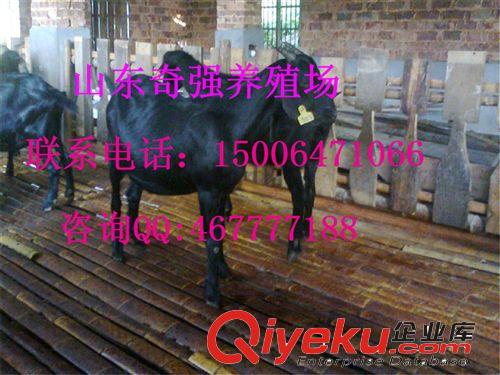 努比亞黑山羊養殖 黑山羊羊苗價格 哪里賣黑山羊