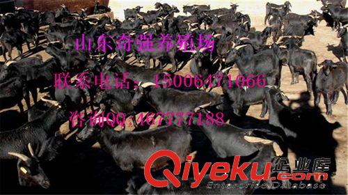 努比亞黑山羊養殖 黑山羊羊苗價格 哪里賣黑山羊