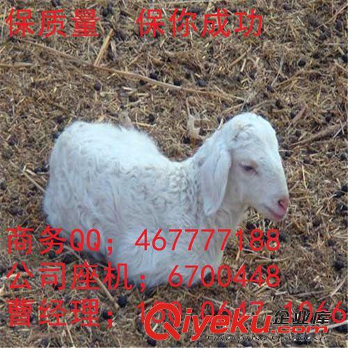 白山羊價格 白山羊飼養行情 白山羊 種公羊 母羊出欄能長多重？