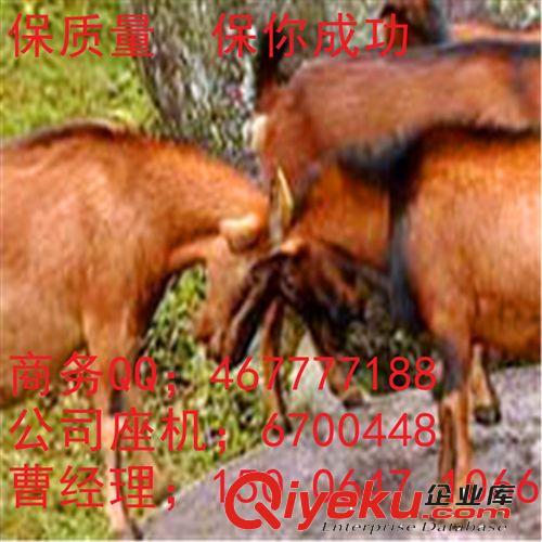 養殖純種亞洲黃羊 利益如何 如何飼養 羊舍建設 到山東奇強牧業
