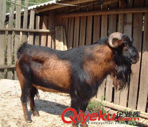 養殖純種亞洲黃羊 利益如何 如何飼養 羊舍建設 到山東奇強牧業原始圖片2