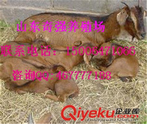 養殖純種亞洲黃羊 利益如何 如何飼養 羊舍建設 到山東奇強牧業原始圖片3