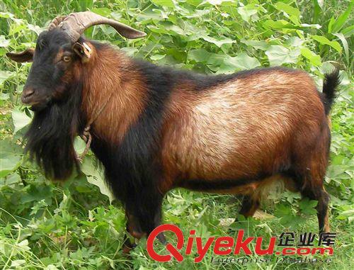 亞洲黃羊 在世界稱之為羊王 一年繁育2窩 崽數多 98%成活率