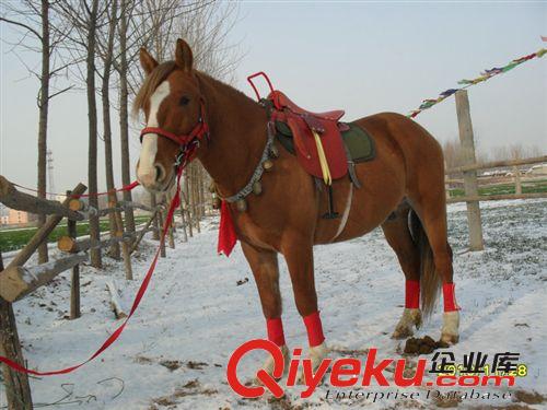 馬 馬匹 騎乘馬 婚慶用馬 旅游馬 觀賞馬 有上百匹馬任意挑選