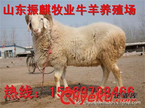 圈養(yǎng)小尾寒羊怎么樣？小尾寒羊懷孕母羊的利潤怎么樣Z