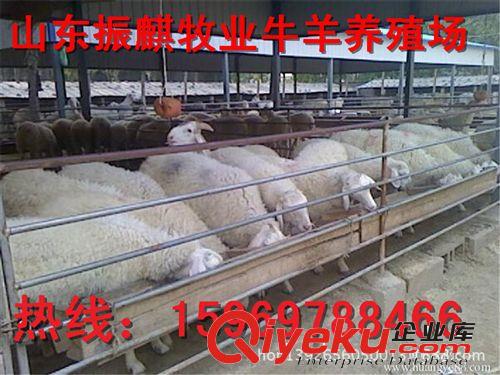 圈養(yǎng)小尾寒羊怎么樣？小尾寒羊懷孕母羊的利潤怎么樣Z