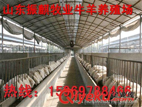 圈養(yǎng)小尾寒羊怎么樣？小尾寒羊懷孕母羊的利潤怎么樣Z