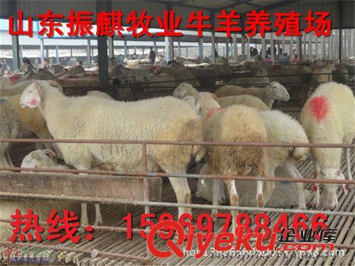 純種小尾寒羊羊羔，小尾寒羊羊羔 放養小尾寒羊孕羊小尾寒羊雜交