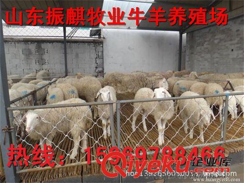 純種小尾寒羊羊羔，小尾寒羊羊羔 放養小尾寒羊孕羊小尾寒羊雜交