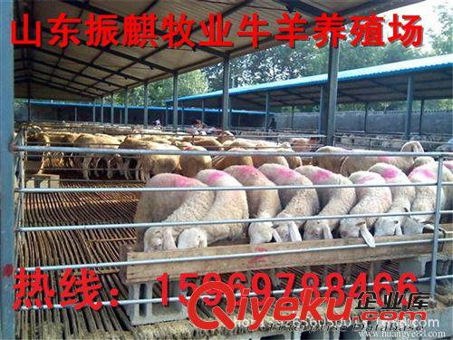 純種小尾寒羊羊羔，小尾寒羊羊羔 放養小尾寒羊孕羊小尾寒羊雜交