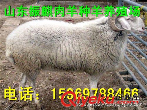 小尾寒羊利潤 羊價格 優質羊批發 羊羔種羊