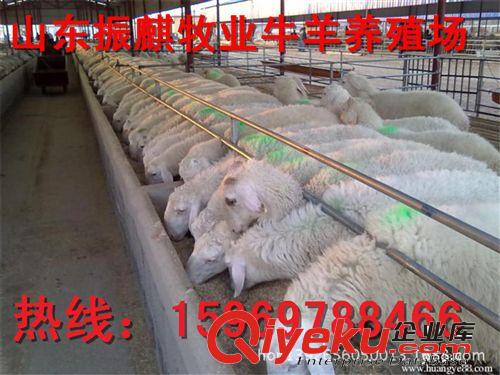 {zx1}小尾寒羊羊羔 肉羊 種羊價格山東魯西小尾寒羊養殖場包運輸