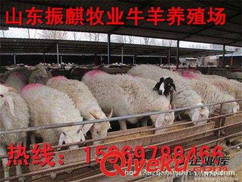 {zx1}小尾寒羊羊羔 肉羊 種羊價格山東魯西小尾寒羊養殖場包運輸