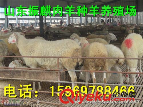 {zx1}小尾寒羊羊羔 肉羊 種羊價(jià)格山東魯西小尾寒羊養(yǎng)殖場(chǎng)包運(yùn)輸