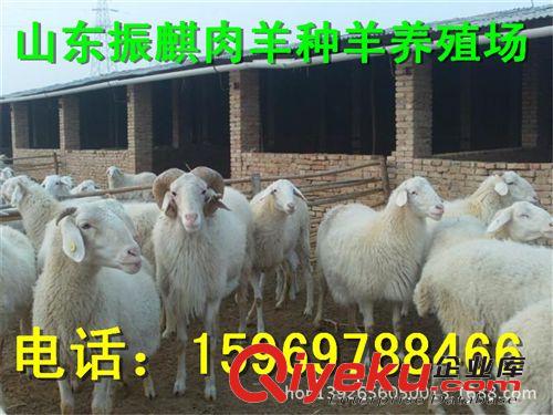 小尾寒羊,小尾寒羊養(yǎng)殖,小尾寒羊價(jià)格,小尾寒羊羊羔價(jià)格原始圖片2
