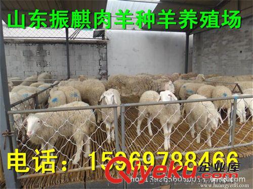 小尾寒羊,小尾寒羊養(yǎng)殖,小尾寒羊價(jià)格,小尾寒羊羊羔價(jià)格原始圖片3