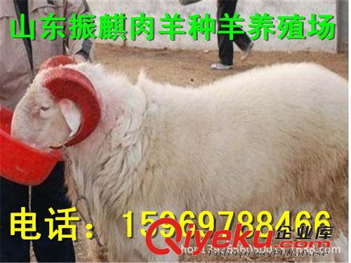{zx1}懷孕大母羊價格 今年養殖買純種小尾寒羊 多胎高產 免費運輸
