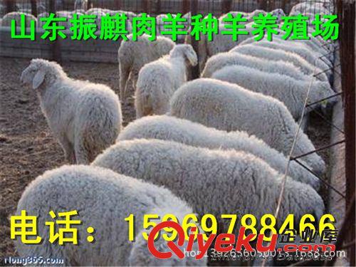{zx1}懷孕大母羊價格 今年養殖買純種小尾寒羊 多胎高產 免費運輸
