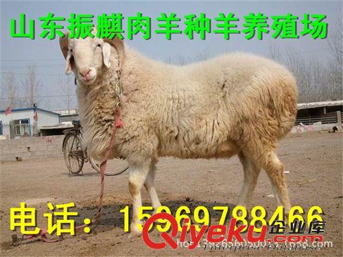 {zx1}懷孕大母羊價格 今年養殖買純種小尾寒羊 多胎高產 免費運輸