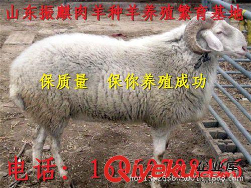江西上饒養(yǎng)殖場大量供應小尾寒羊羊羔種羊杜泊綿羊價格