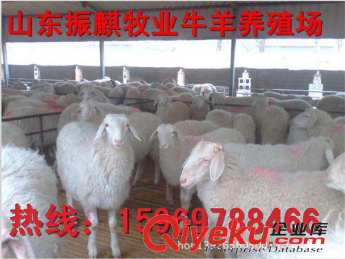 江西上饒養(yǎng)殖場大量供應小尾寒羊羊羔種羊杜泊綿羊價格