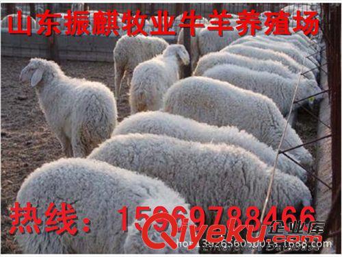江西上饒養(yǎng)殖場大量供應小尾寒羊羊羔種羊杜泊綿羊價格