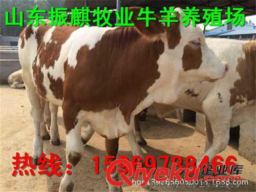 小牛犢價格 新品爆棚：西門塔爾牛牛犢3000頭熱銷中Z