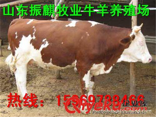 隨州哪里能買到小公牛犢p
