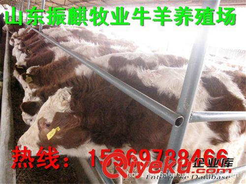 郴州西門塔爾牛銷售、西門塔爾牛批發、西門塔爾牛價格p