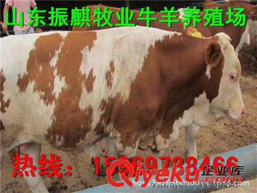 【生長速度最快的西門塔爾牛】{zx1}西門塔爾牛價格-農民致富選擇