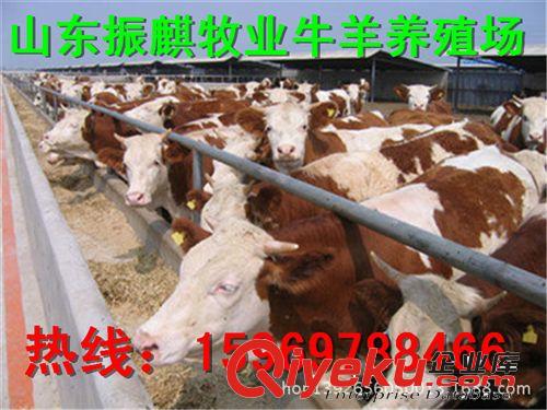 山東西門塔爾牛肉牛價格 西門塔爾牛小牛{zx1}價格 養牛