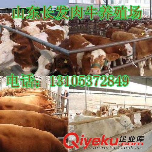 南昌@供應(yīng)改良肉牛犢 西門塔爾牛價格 山東長發(fā)牧業(yè)