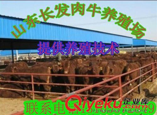 深圳@西門塔爾牛牛犢價(jià)格多少一頭,在哪里可以買到西門塔爾牛牛犢