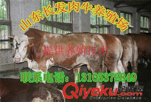 鄂州@西門塔爾牛牛犢價格多少一頭,在哪里可以買到西門塔爾牛牛犢