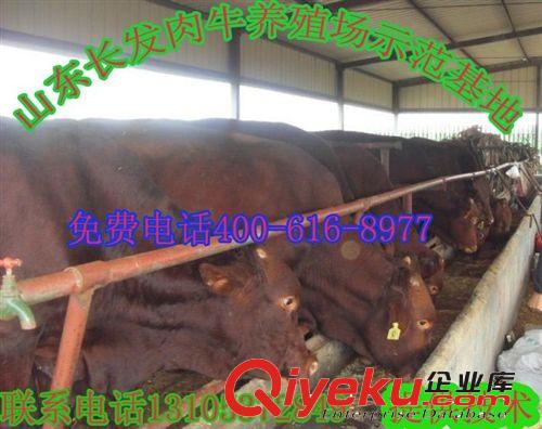 3個月西門塔爾牛犢價格-西門塔爾牛牛犢多少錢一頭?
