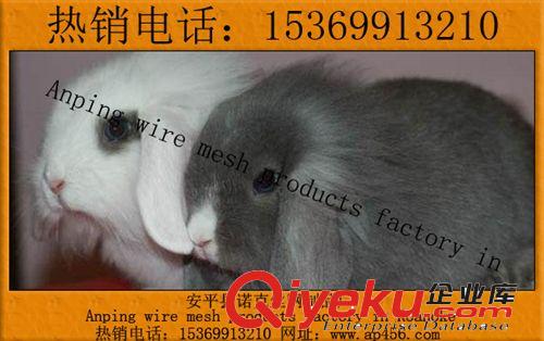 諾克【廠家直銷】鴿養(yǎng)殖籠，不銹鋼鴿籠，養(yǎng)殖鴿籠，防銹鴿籠